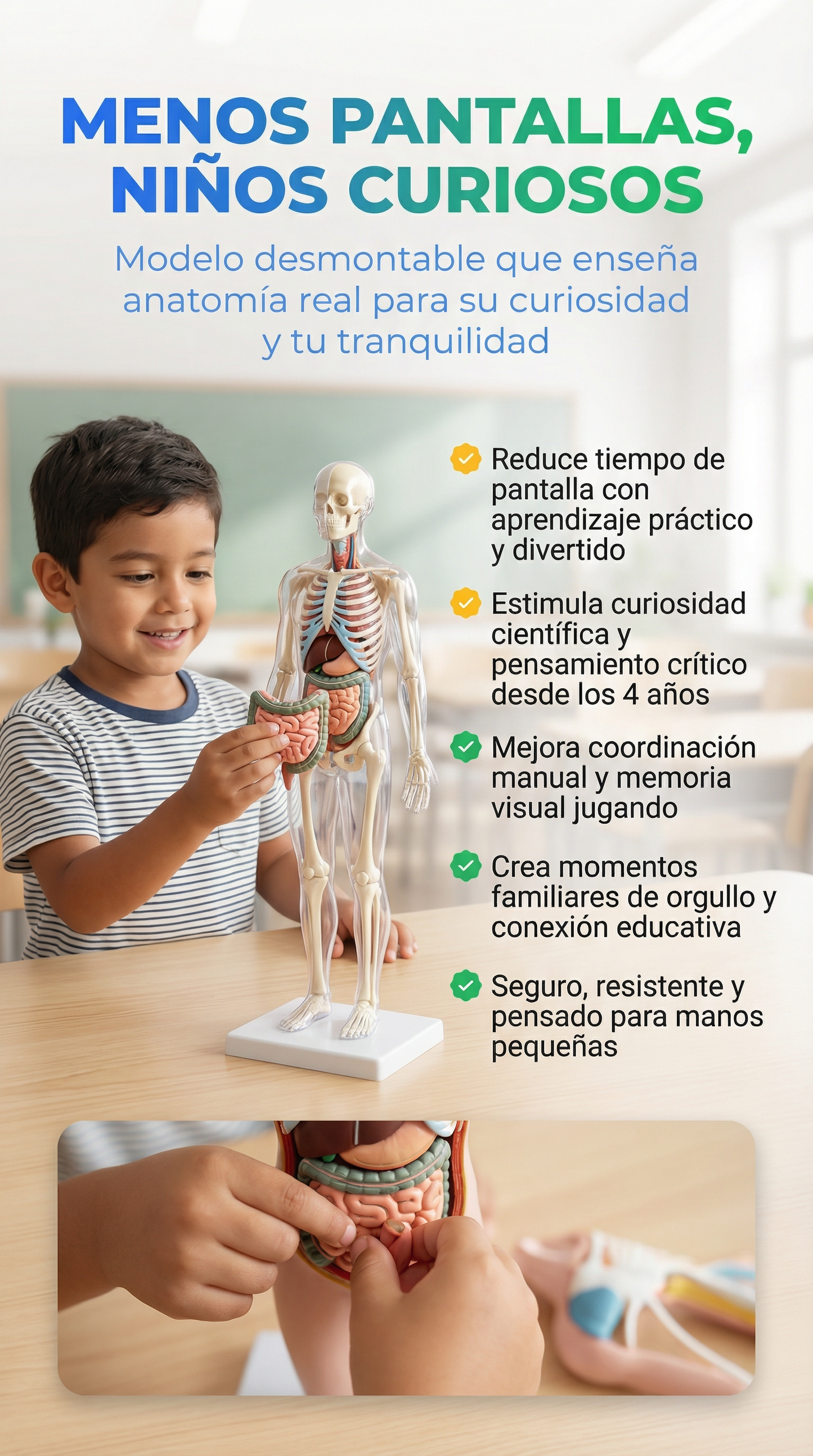 Modelo anatómico- STOCK LIMITADO+ LIBRO INTERACTIVO ANATOMÍA.