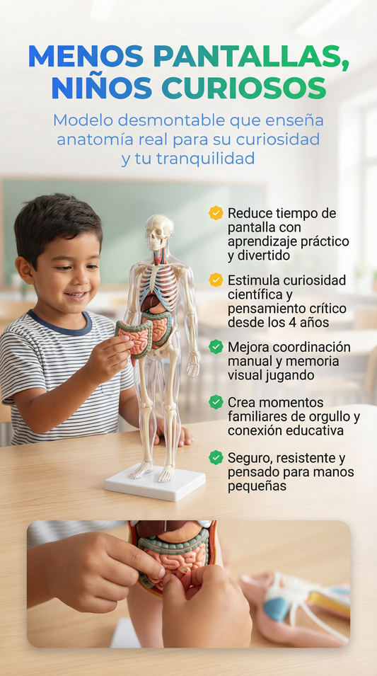 Modelo anatómico- STOCK LIMITADO+ LIBRO INTERACTIVO ANATOMÍA.